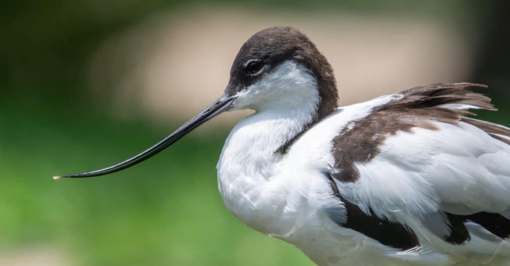 Avocet profile