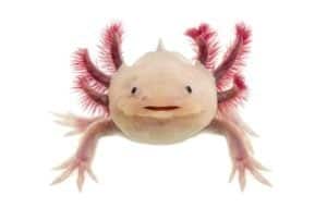 Axolotl Lifespan: How Long Do They Live? Picture