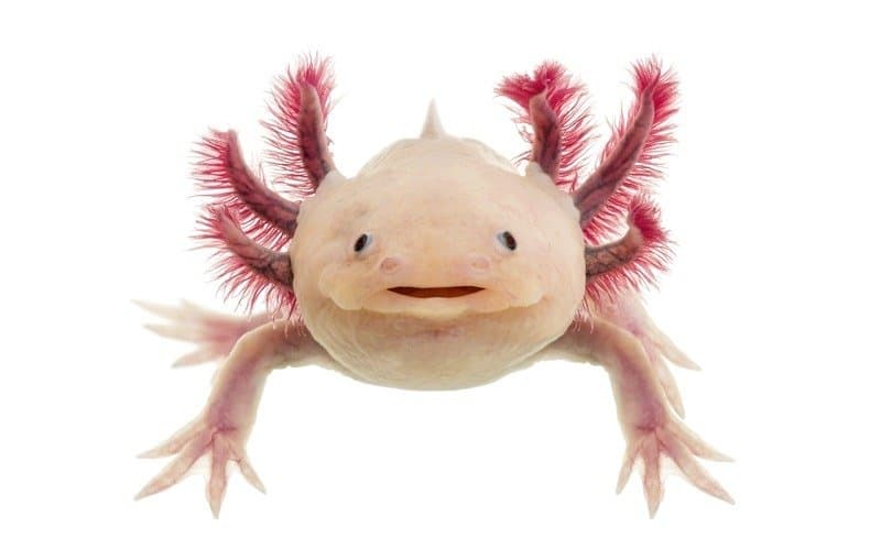 An isolated photograph of an axolotl