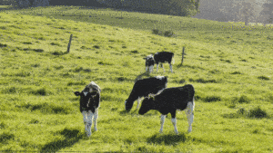 New Study: Potty Trained Cows Could Be the Key to Cutting Emission Rates Picture