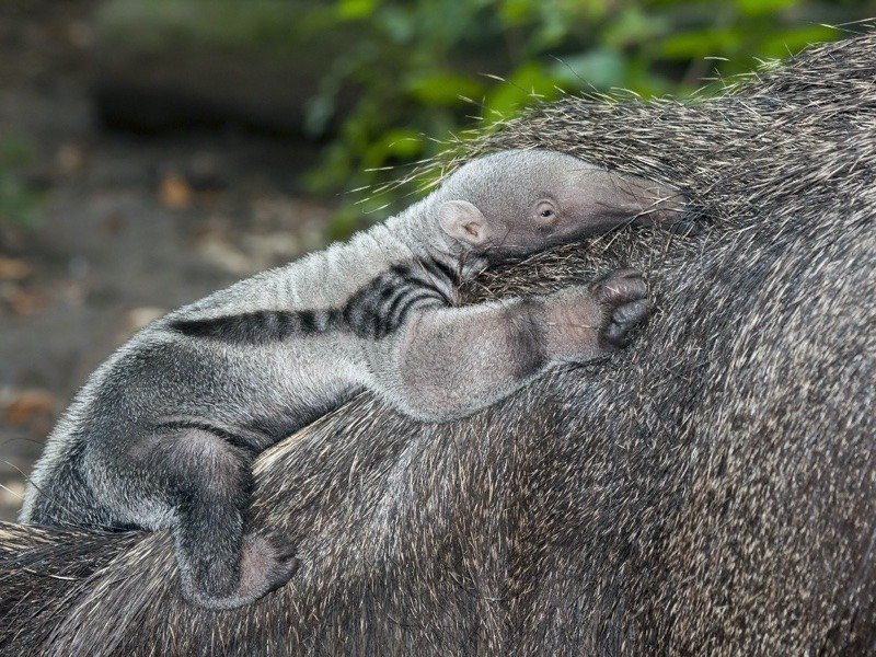 Baby anteater on its mother's back