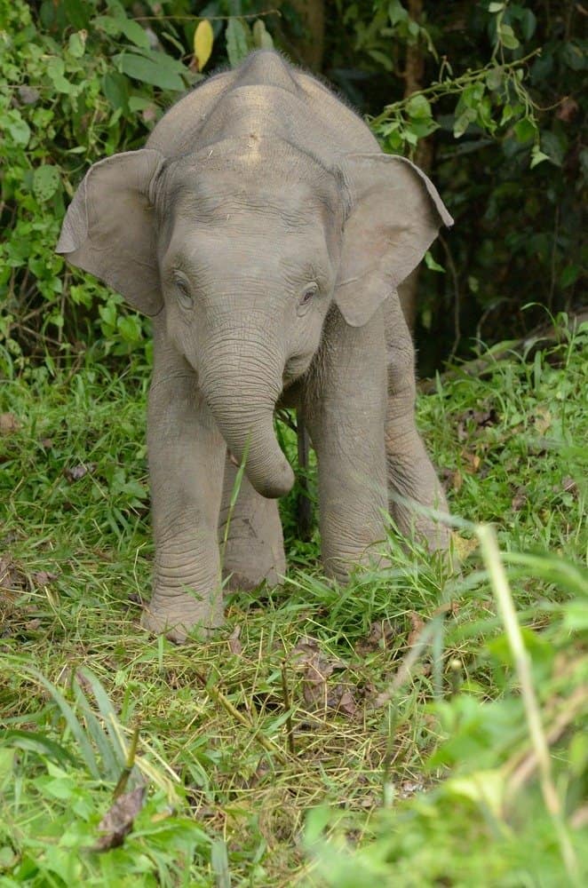 baby Borneo Elephant