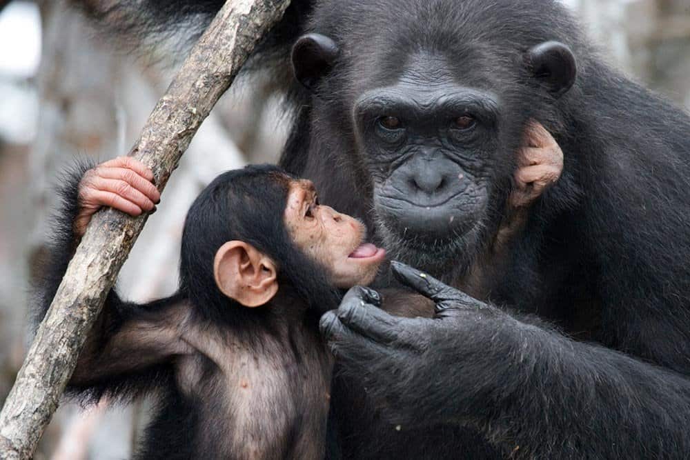 A baby chimpanzee holding the face of an adult chimpanzee while holding onto a tree branch.