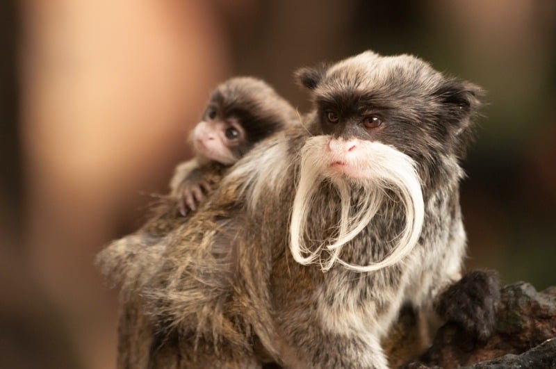 Emperor tamarin baby on its parent's back