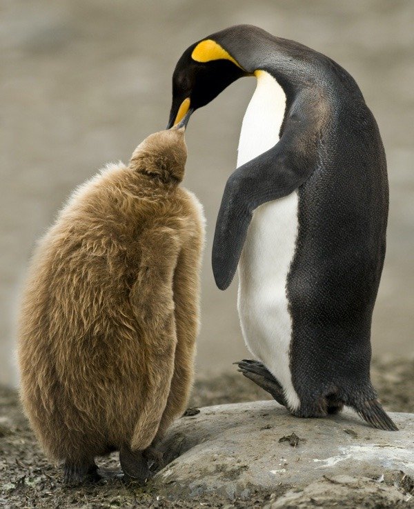 A baby king penguin being fed by an adult