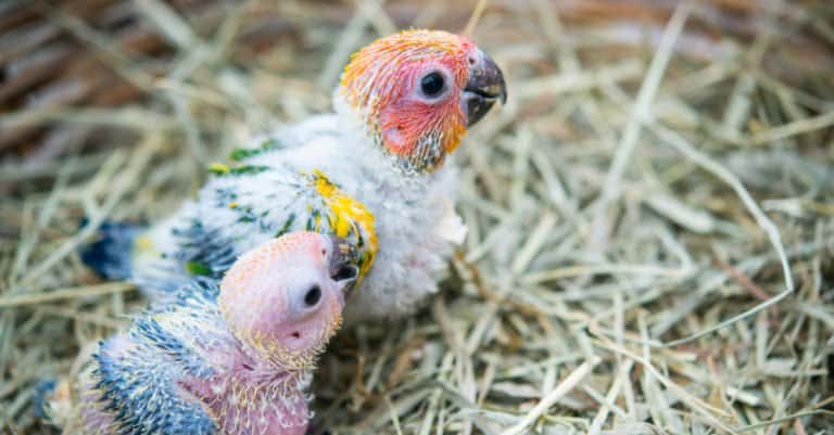 Two baby macaw birds
