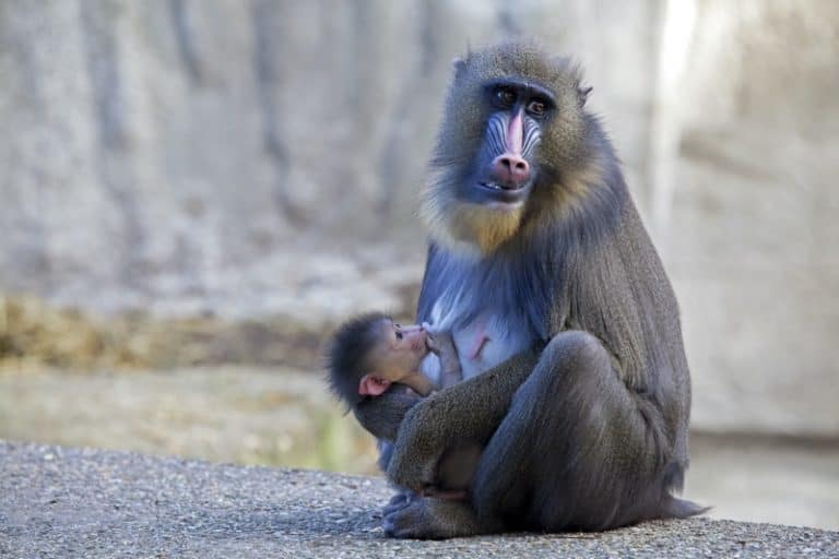 Mother and baby mandrill