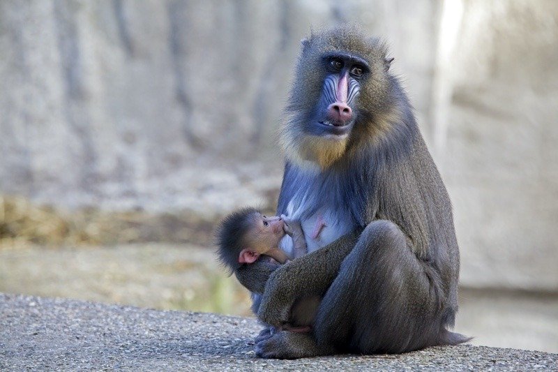 New baby mandrill born earlier this month at Columbus Zoo and Aquarium