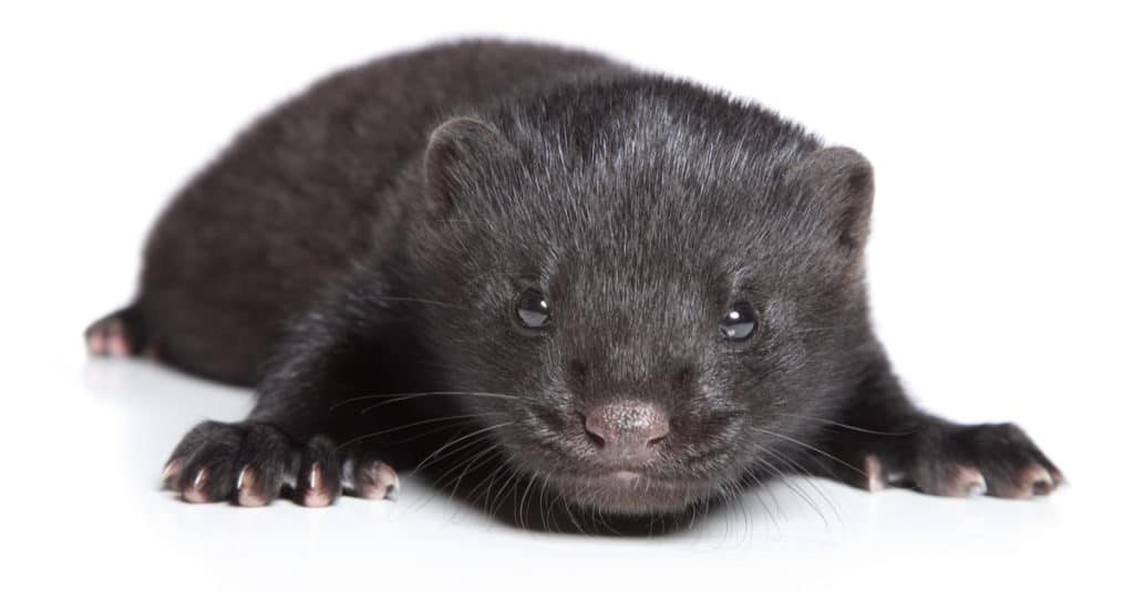 Baby mink isolated on white background