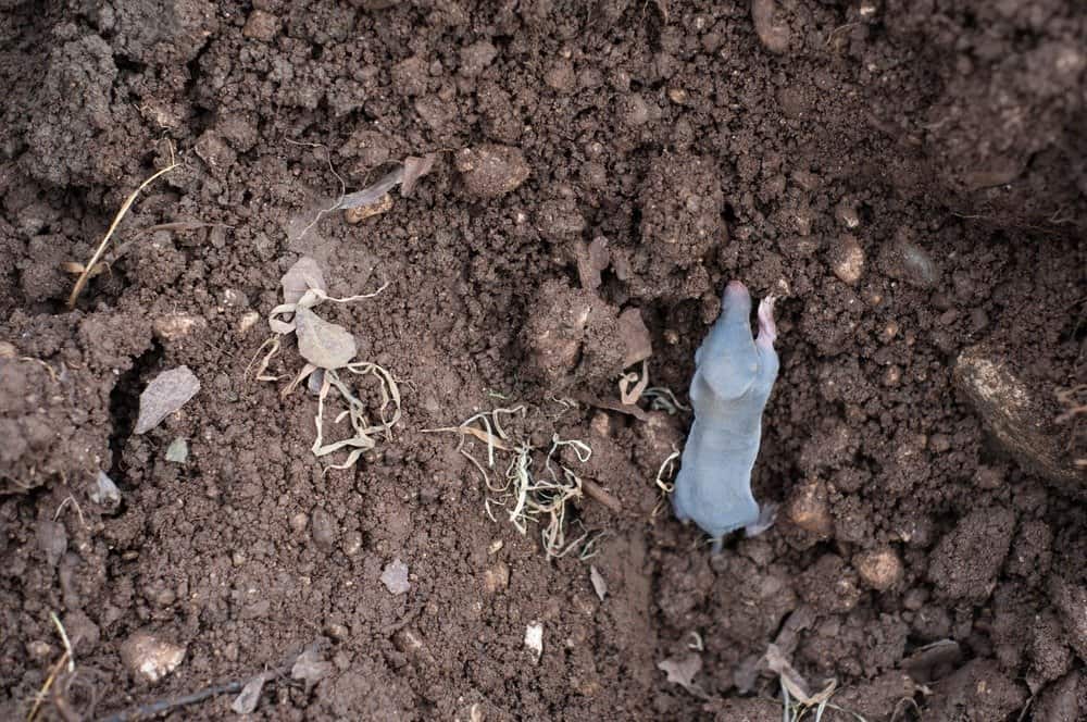 baby mole on dirt mound