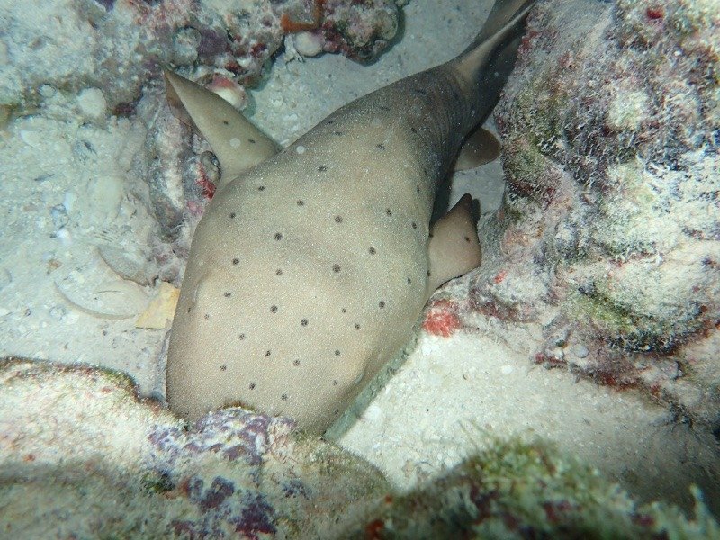 baby nurse shark on the ocean floor