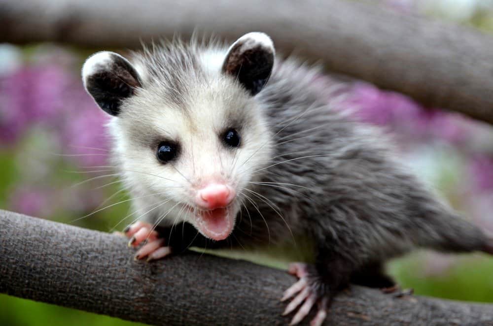 Baby possum