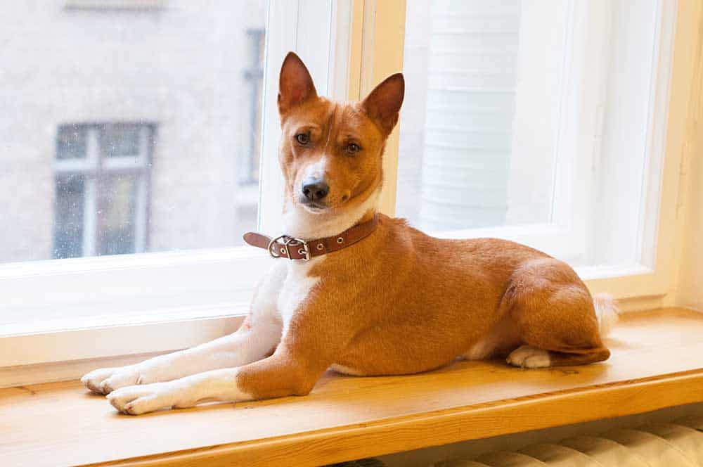 Basenji sitting on a window sill.