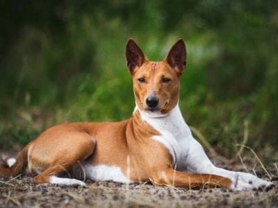 A Basenji Dog