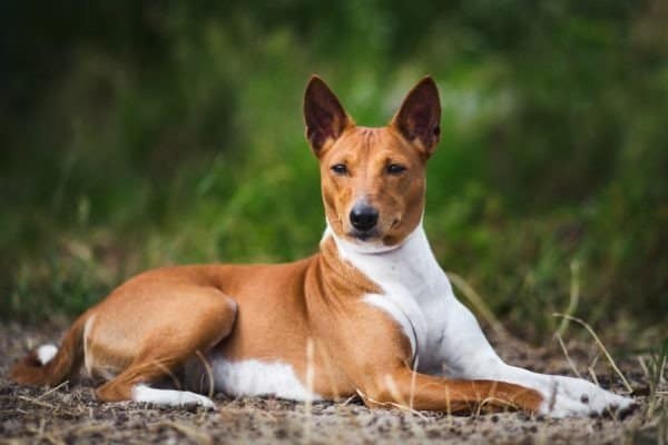 Basenji mixes do very well with children, especially when raised with them from puppyhood and properly trained and socialized. 