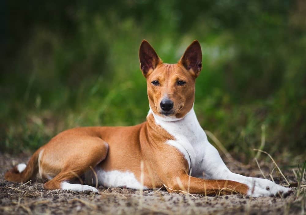 Basenji dog lying on the grass