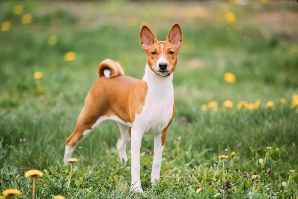 Basenji Dog standing in a field