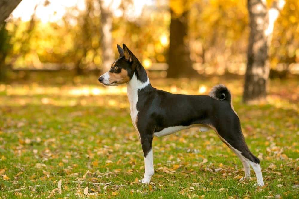 Basenji dog in the Autumn forest