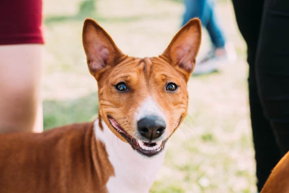 Basenji dog smiling at the camera