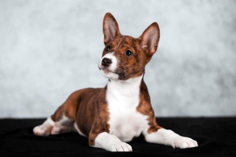 Basenji puppy lying on a table
