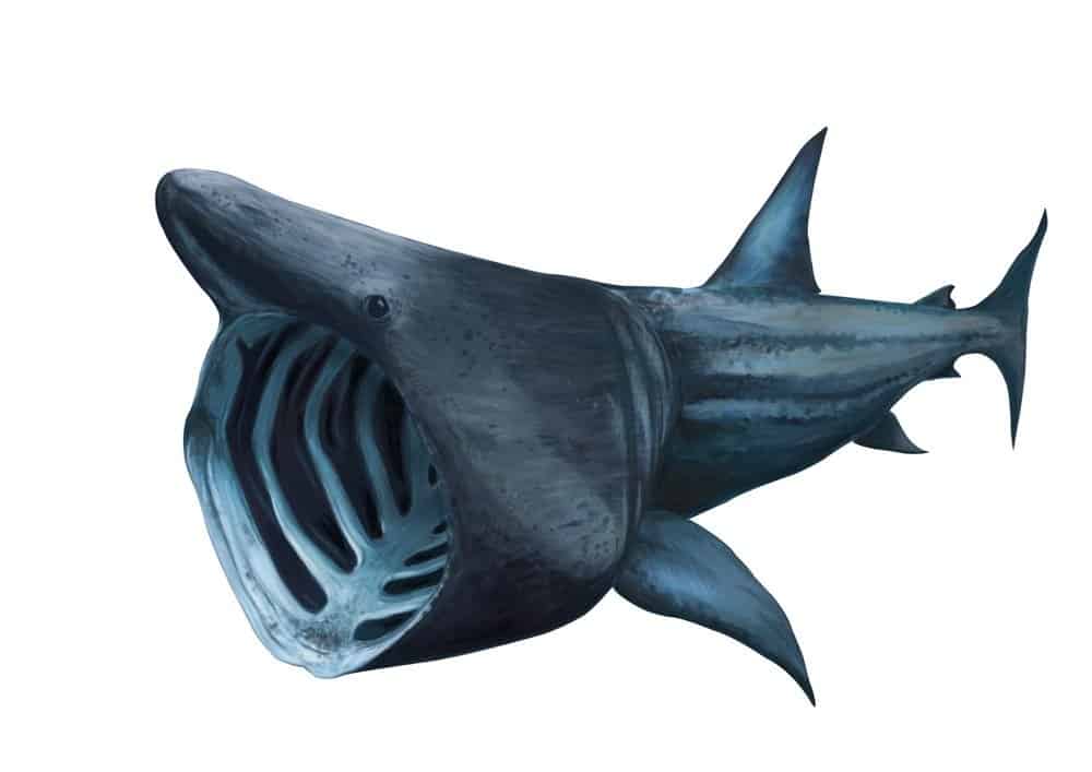 what do basking sharks eat