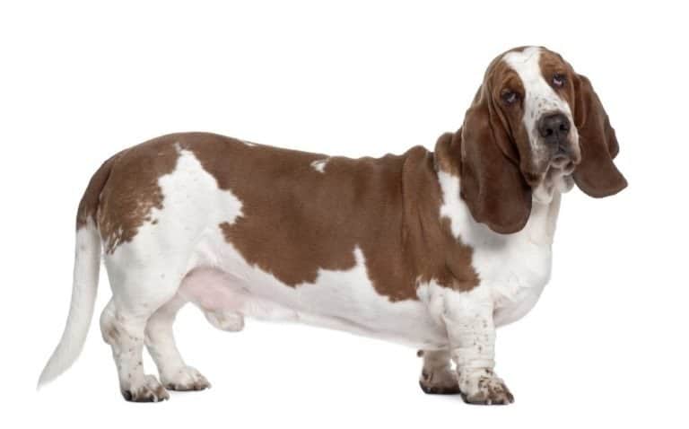 Basset Hound, 1 year old, standing in front of white background
