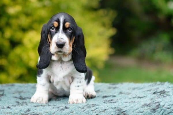 Some basset hounds have black patterns on their face that makes it look like they are wearing a dark mask.