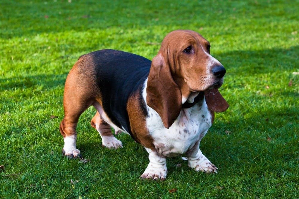 Basset Hound standing on grass