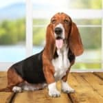 With their short legs, basset hounds are ideal for scent tracking of small animals and anything that might be close to the ground and they make excellent search and rescue dogs.