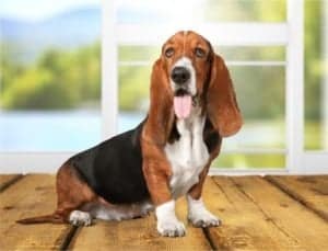 Basset Hound Colors: Rarest to Most Common Picture
