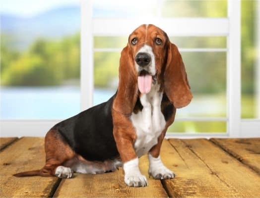 Basset Hound Colors: Rarest to Most Common - A-Z Animals