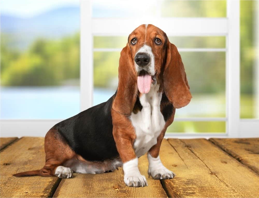 Basset Hound sitting on a table