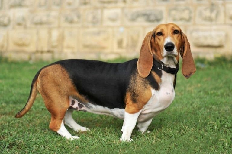 Portrait of a purebred basset hound