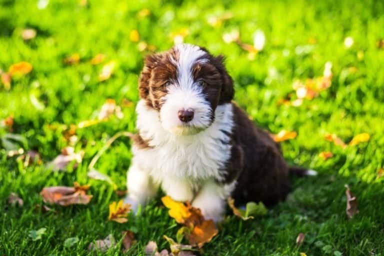 A bearded collie puppy running around in the grass