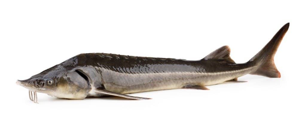 Beluga Sturgeon fish isolated on white background