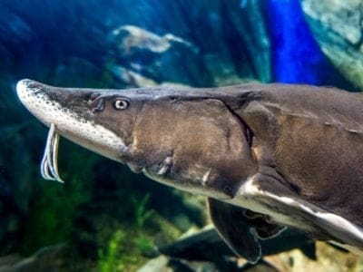 A Beluga Sturgeon