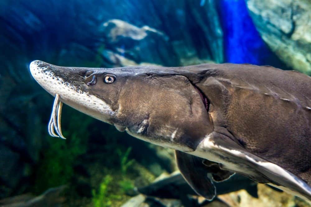 The Beluga Sturgeon or European sturgeon (Huso huso)