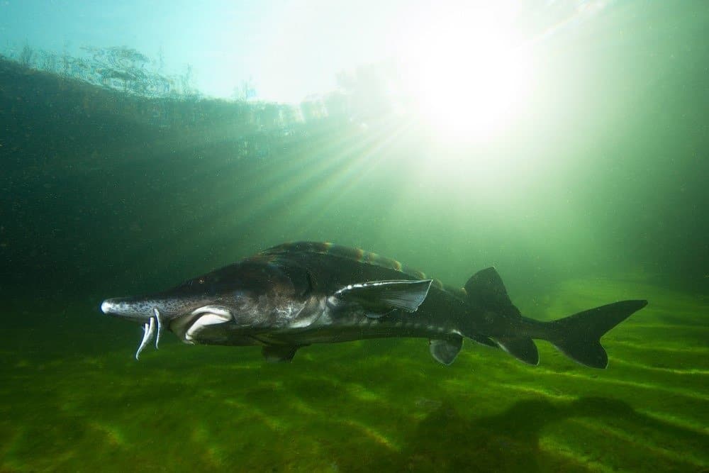Những con cá tầm Beluga lớn nhất, Huso huso bơi trên sông.