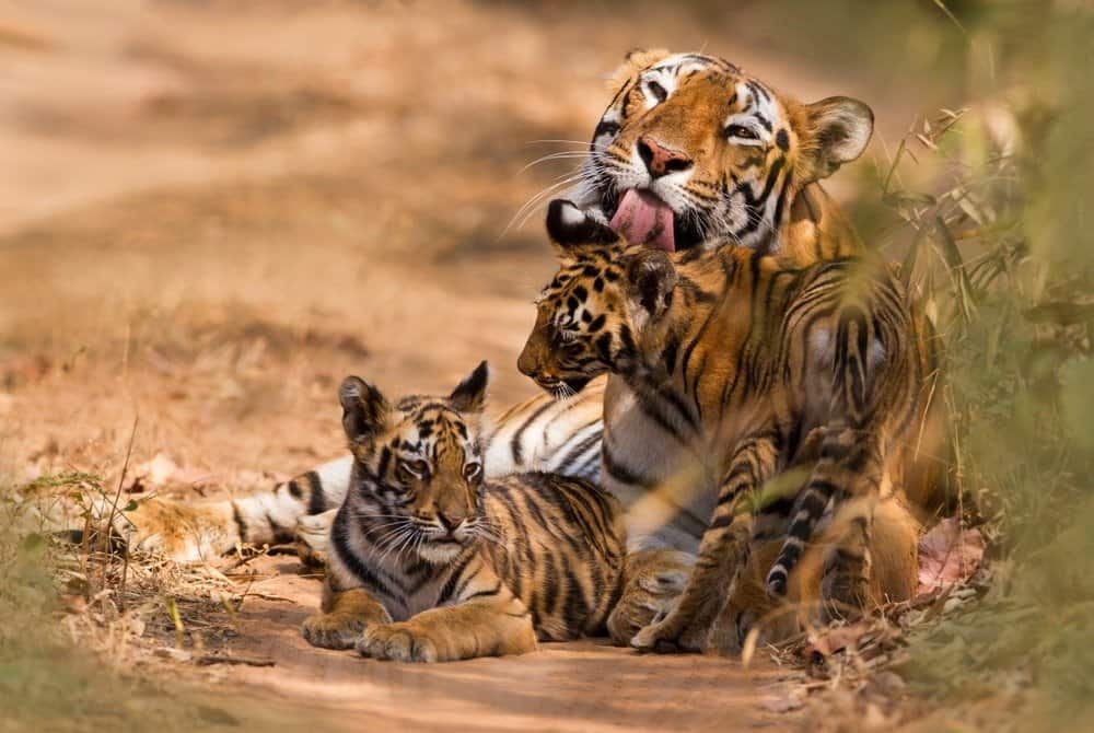 Bengal tiger with cub