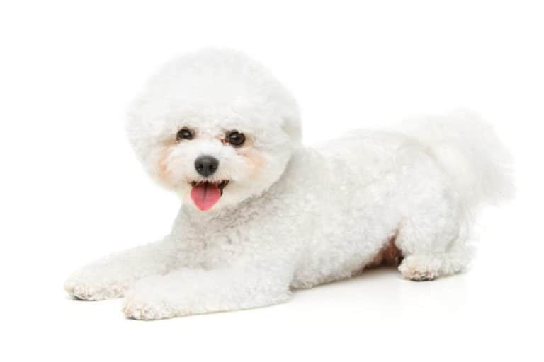 Beautiful Bichon Frise dog on white background