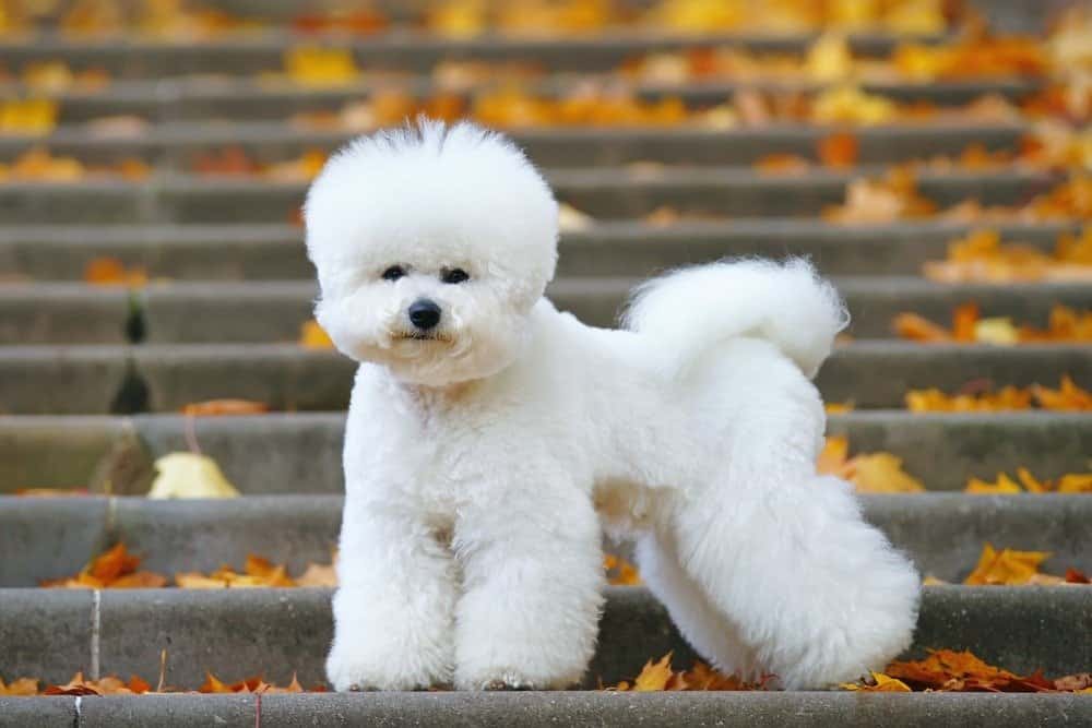 Bichon Frise dog with a stylish haircut staying on the stairs in autumn park