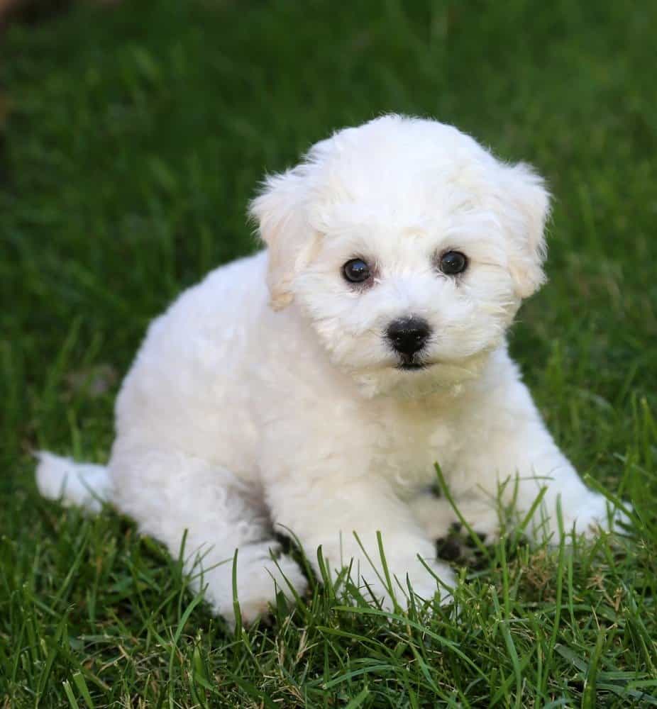 9 week old Bichon Frise puppy in grass.