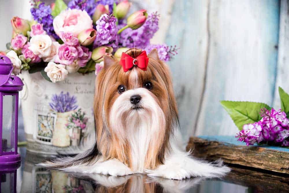 A Biewer Terrier with a red bow sitting near purple flowers.