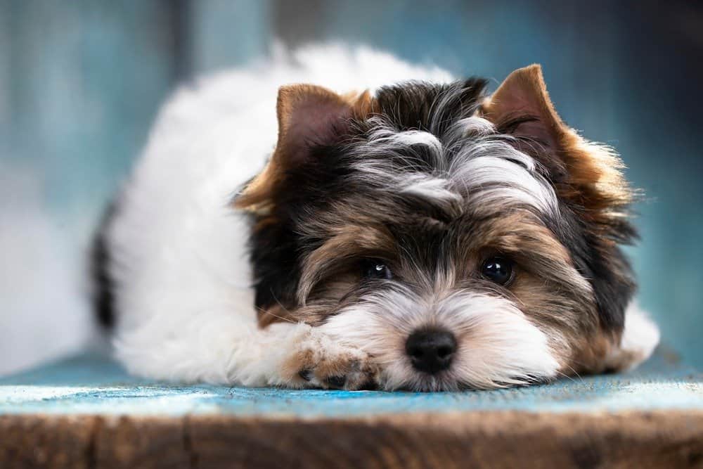 Biewer Terrier resting its head