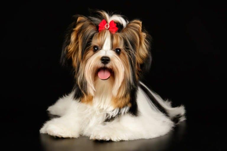 Biewer Terrier with bow in her hair