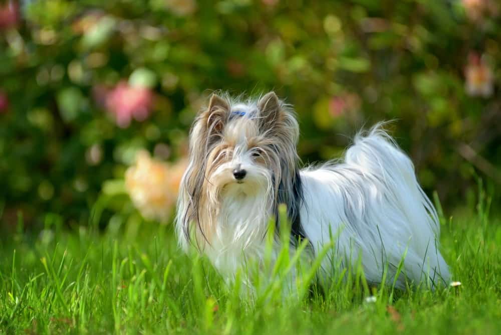 Biewer Terrier in the grass