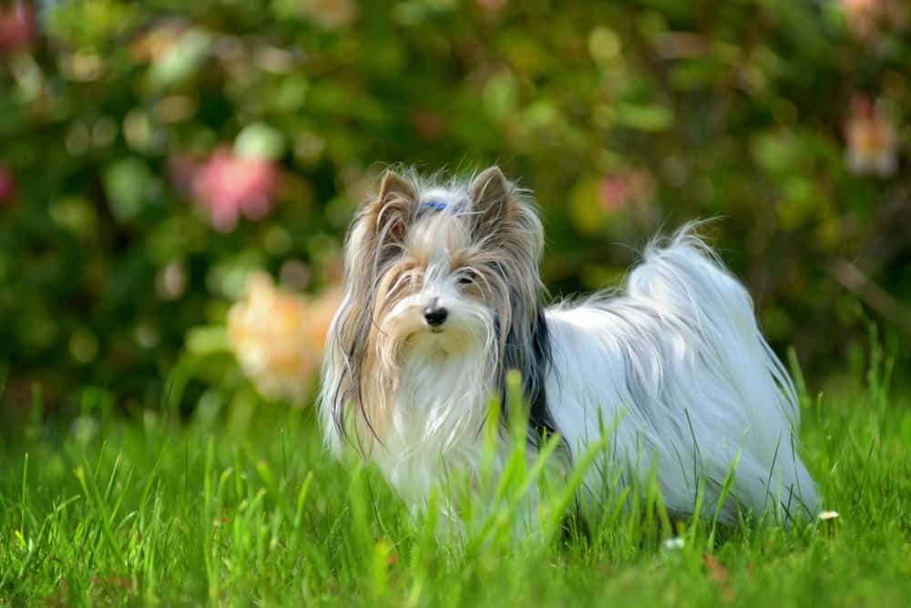 Biewer Yorkshire terrier