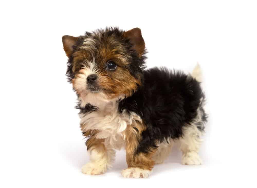 Biewer Terrier puppy isolated on white background
