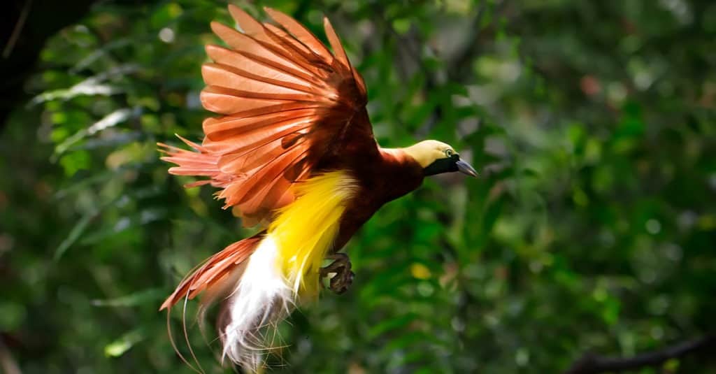 A cendrawasih - the bird of paradise