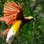 birds-of-paradise